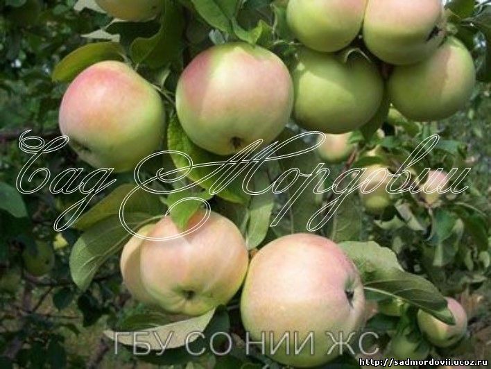 Яблоки Куйбышевские Фото